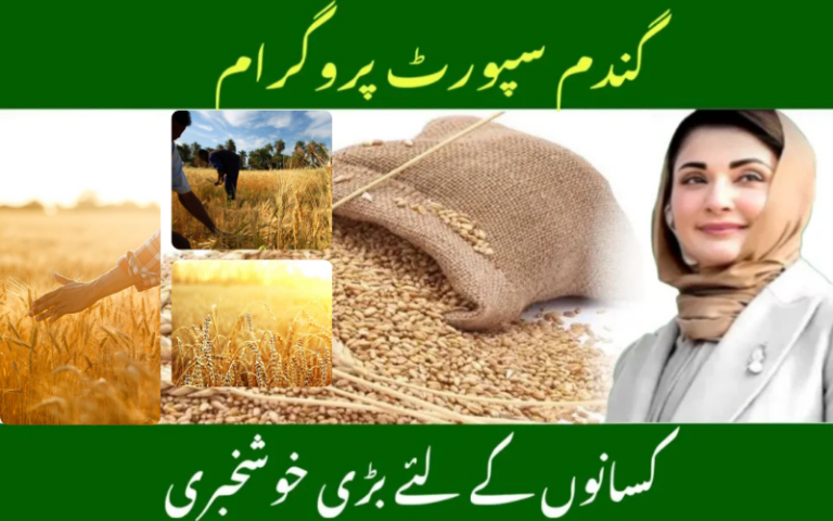 Wheat Support Program 2025 – Complete Guide for Farmers in Pakistan